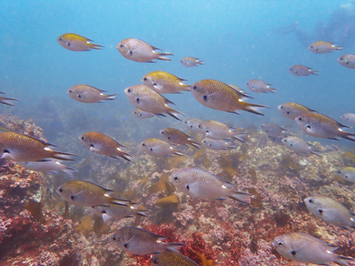 魚の見分け方