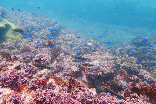 慣れてきたらお魚の所へ